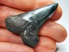 shark tooth: CARCHARODON HASTALIS   Miocene, Tielrode, Belgium