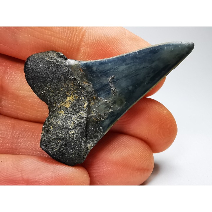 dent de requin: CARCHARODON HASTALIS - Miocène - Tielrode, Belgique