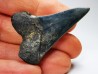 dent de requin: CARCHARODON HASTALIS - Miocène - Tielrode, Belgique