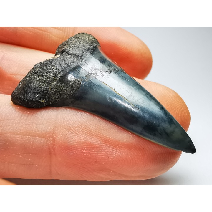 shark tooth: CARCHARODON HASTALIS   Miocene, Tielrode, Belgium