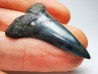 dent de requin: CARCHARODON HASTALIS - Miocène - Tielrode, Belgique