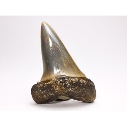 dent de requin: CARCHARODON HASTALIS - Miocène - Tielrode, Belgique