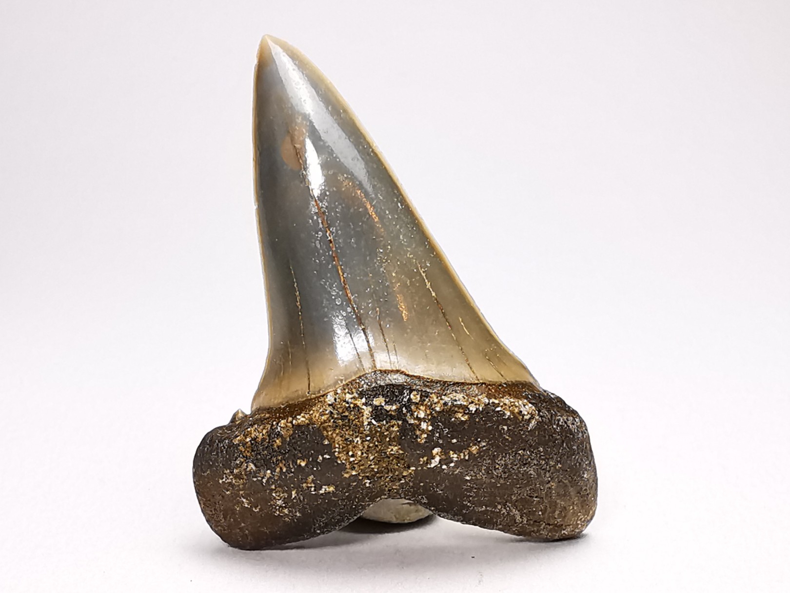 shark tooth: CARCHARODON HASTALIS Miocene, Tielrode, Belgium