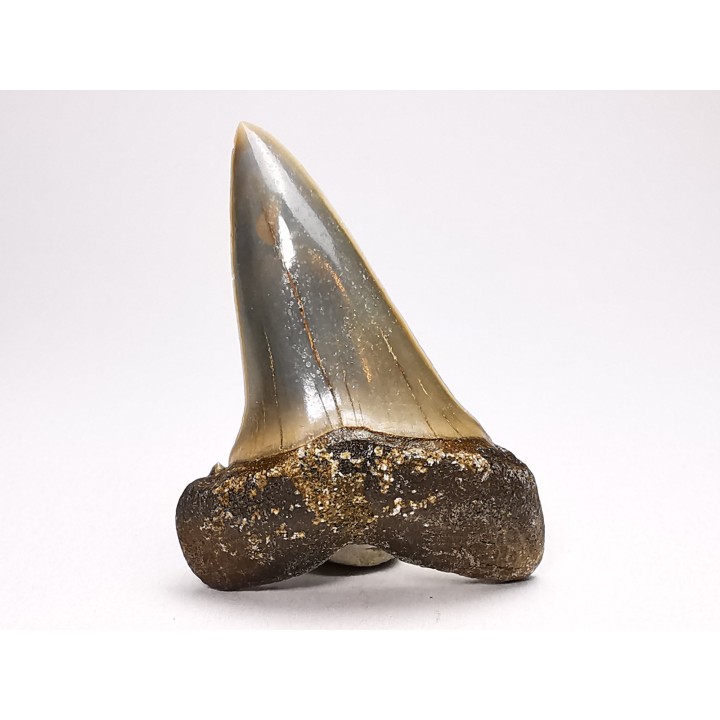 shark tooth: CARCHARODON HASTALIS   Miocene, Tielrode, Belgium