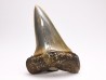 shark tooth: CARCHARODON HASTALIS Miocene, Tielrode, Belgium