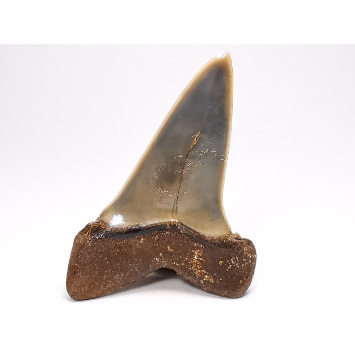 dent de requin: CARCHARODON HASTALIS - Miocène - Tielrode, Belgique