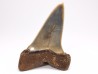 shark tooth: CARCHARODON HASTALIS Miocene, Tielrode, Belgium