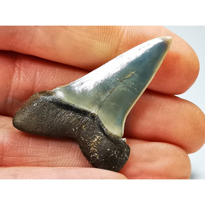 dent de requin: CARCHARODON HASTALIS - Miocène - Tielrode, Belgique