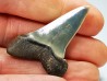 shark tooth: CARCHARODON HASTALIS Miocene, Tielrode, Belgium