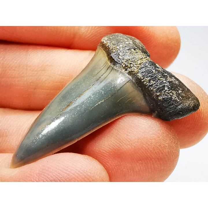 shark tooth: CARCHARODON HASTALIS   Miocene, Tielrode, Belgium
