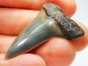 shark tooth: CARCHARODON HASTALIS Miocene, Tielrode, Belgium