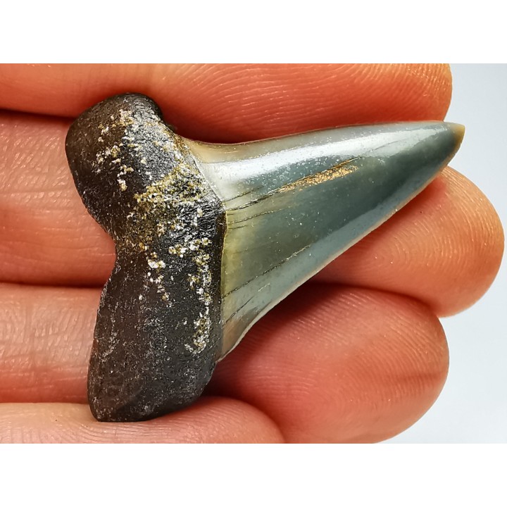shark tooth: CARCHARODON HASTALIS   Miocene, Tielrode, Belgium