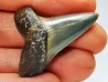shark tooth: CARCHARODON HASTALIS Miocene, Tielrode, Belgium