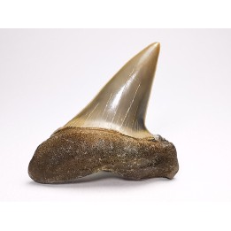 dent de requin: CARCHARODON HASTALIS - Miocène - Tielrode, Belgique
