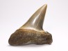 dent de requin: CARCHARODON HASTALIS - Miocène - Tielrode, Belgique