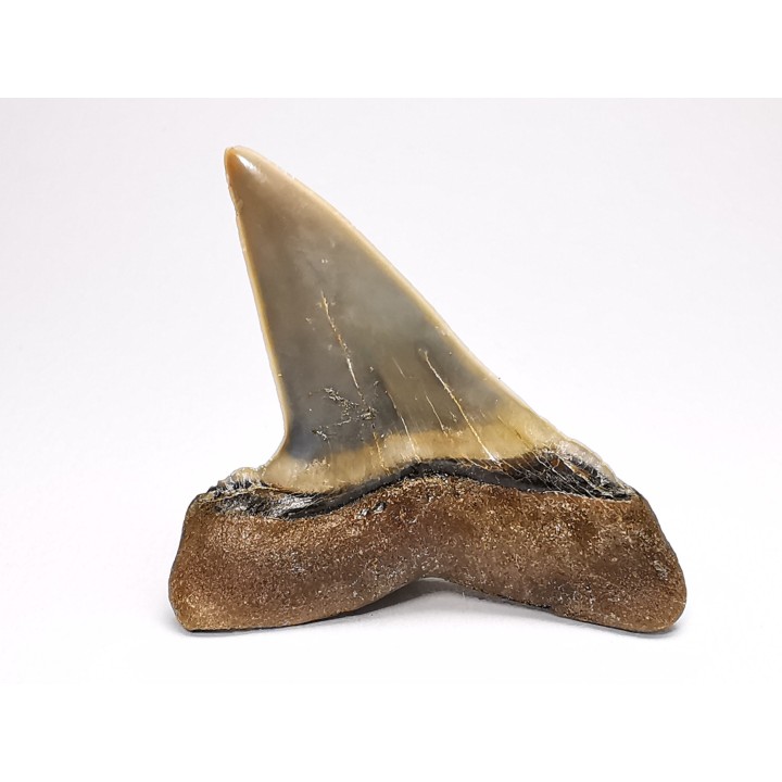 shark tooth: CARCHARODON HASTALIS   Miocene, Tielrode, Belgium