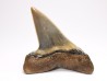 shark tooth: CARCHARODON HASTALIS   Miocene, Tielrode, Belgium