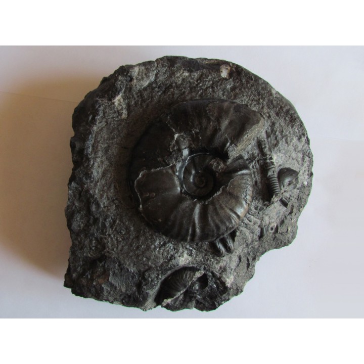 nodule avec PSEUDOHAPLOCERAS GERHARDTI (1)
