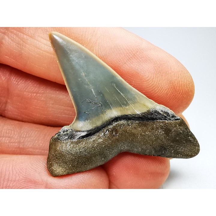 dent de requin: CARCHARODON HASTALIS - Miocène - Tielrode, Belgique