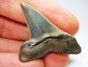 shark tooth: CARCHARODON HASTALIS   Miocene, Tielrode, Belgium