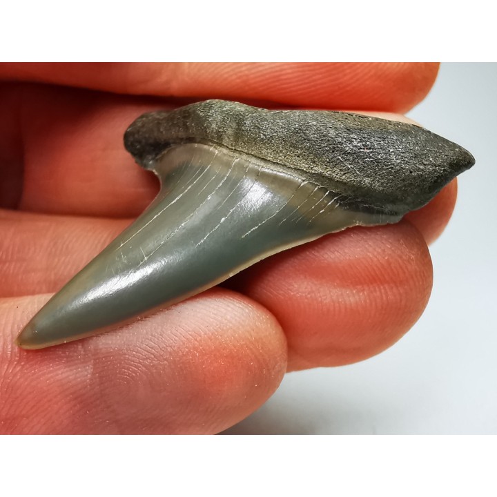 dent de requin: CARCHARODON HASTALIS - Miocène - Tielrode, Belgique