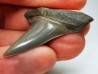 shark tooth: CARCHARODON HASTALIS   Miocene, Tielrode, Belgium