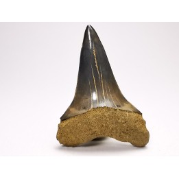 shark tooth: CARCHARODON HASTALIS   Miocene, Tielrode, Belgium