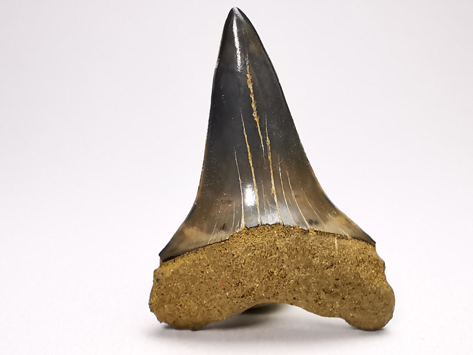 dent de requin: CARCHARODON HASTALIS - Miocène - Tielrode, Belgique