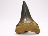 dent de requin: CARCHARODON HASTALIS - Miocène - Tielrode, Belgique