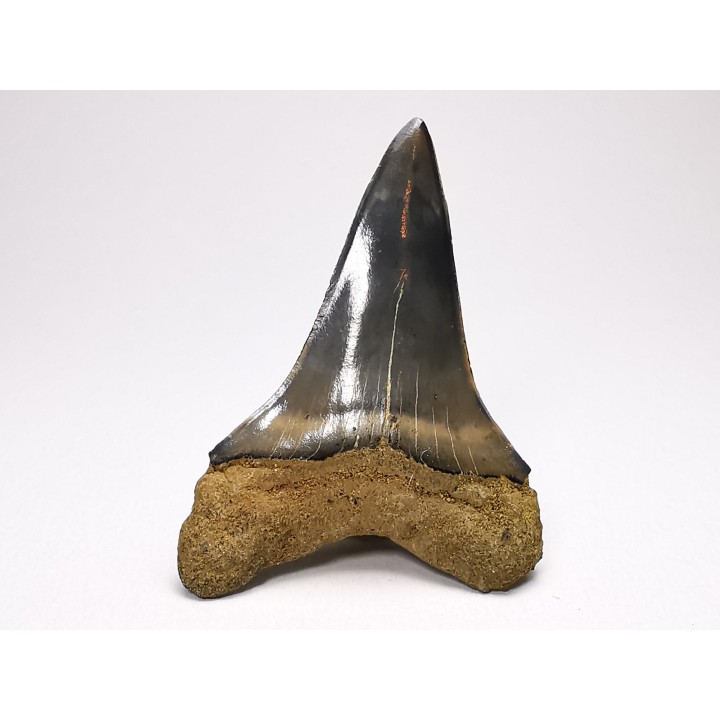shark tooth: CARCHARODON HASTALIS   Miocene, Tielrode, Belgium