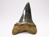 dent de requin: CARCHARODON HASTALIS - Miocène - Tielrode, Belgique
