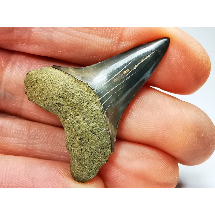 shark tooth: CARCHARODON HASTALIS   Miocene, Tielrode, Belgium