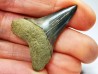 shark tooth: CARCHARODON HASTALIS   Miocene, Tielrode, Belgium