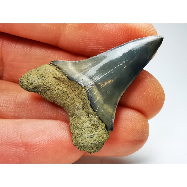 dent de requin: CARCHARODON HASTALIS - Miocène - Tielrode, Belgique