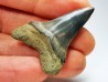 dent de requin: CARCHARODON HASTALIS - Miocène - Tielrode, Belgique