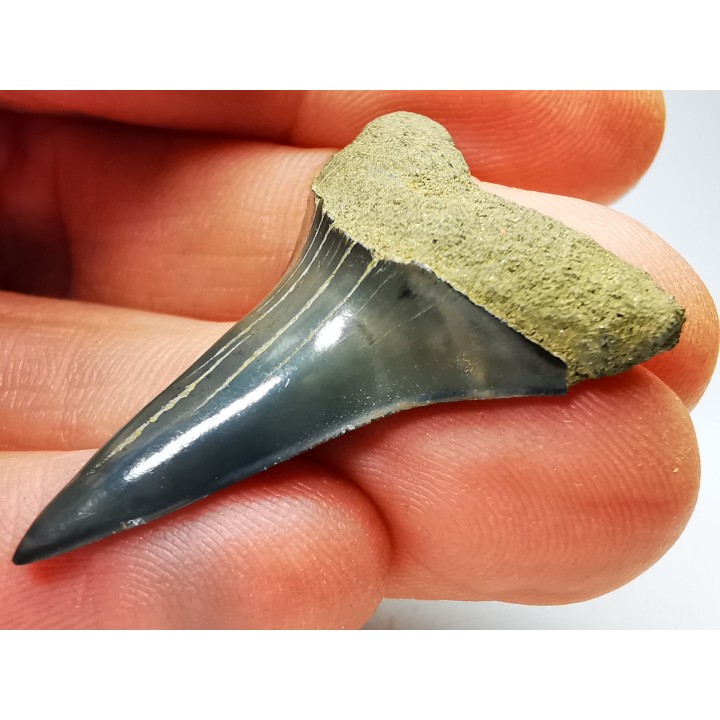 dent de requin: CARCHARODON HASTALIS - Miocène - Tielrode, Belgique