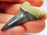 shark tooth: CARCHARODON HASTALIS   Miocene, Tielrode, Belgium
