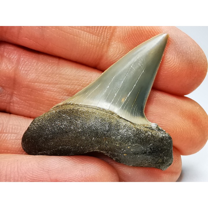 shark tooth: CARCHARODON HASTALIS   Miocene, Tielrode, Belgium