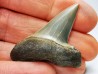 dent de requin: CARCHARODON HASTALIS - Miocène - Tielrode, Belgique
