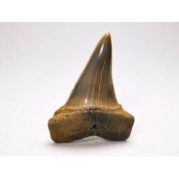 dent de requin: CARCHARODON HASTALIS - Miocène - Tielrode, Belgique