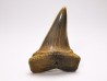 dent de requin: CARCHARODON HASTALIS - Miocène - Tielrode, Belgique