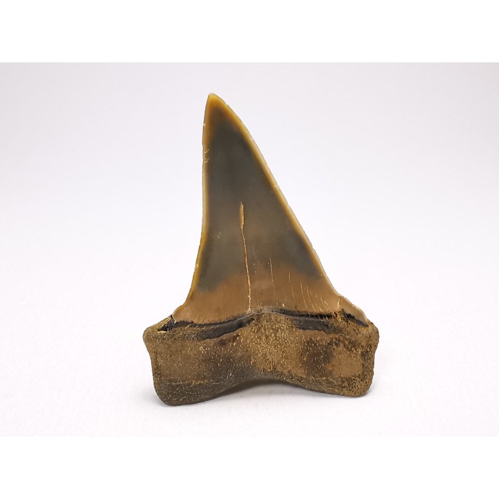 dent de requin: CARCHARODON HASTALIS - Miocène - Tielrode, Belgique