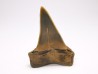 dent de requin: CARCHARODON HASTALIS - Miocène - Tielrode, Belgique