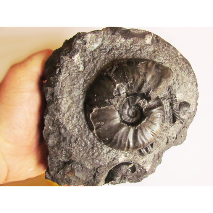 PSEUDOHAPLOCERAS GERHARDTI (1)