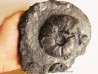nodule avec PSEUDOHAPLOCERAS GERHARDTI (1)