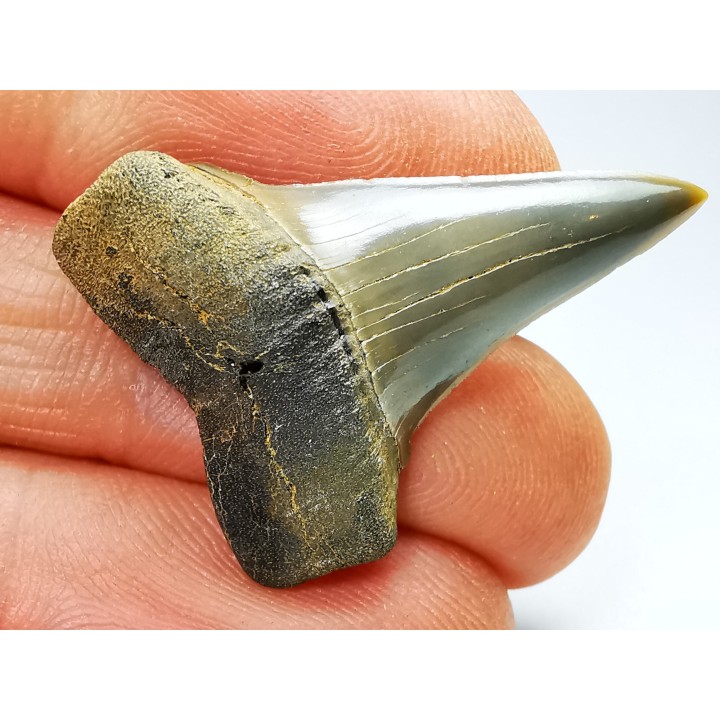 dent de requin: CARCHARODON HASTALIS - Miocène - Tielrode, Belgique