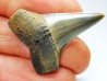 dent de requin: CARCHARODON HASTALIS - Miocène - Tielrode, Belgique
