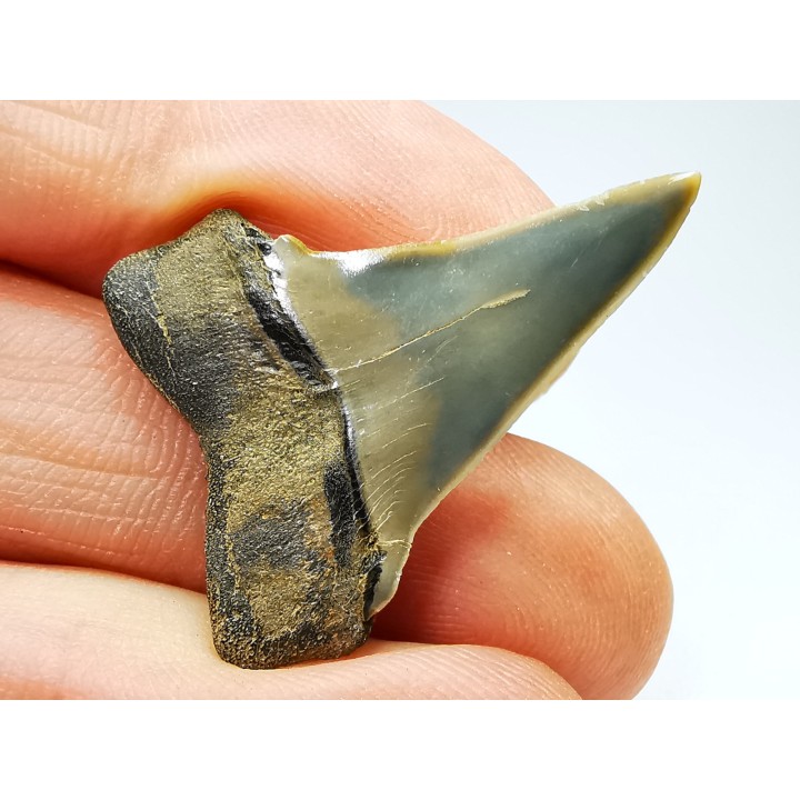 dent de requin: CARCHARODON HASTALIS - Miocène - Tielrode, Belgique