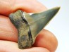 shark tooth: CARCHARODON HASTALIS   Miocene, Tielrode, Belgium