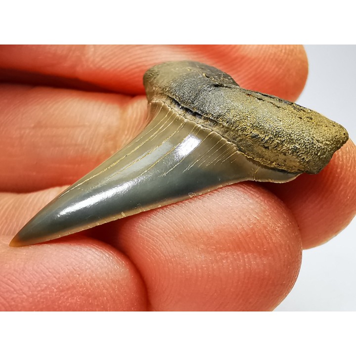 dent de requin: CARCHARODON HASTALIS - Miocène - Tielrode, Belgique